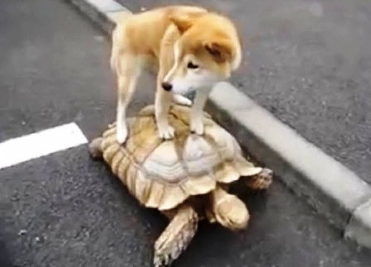 Σκύλος κάνει βόλτα πάνω σε χελώνα! (βίντεο)