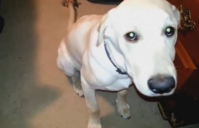 Σκύλοι που δηλώνουν... ένοχοι! (βίντεο)