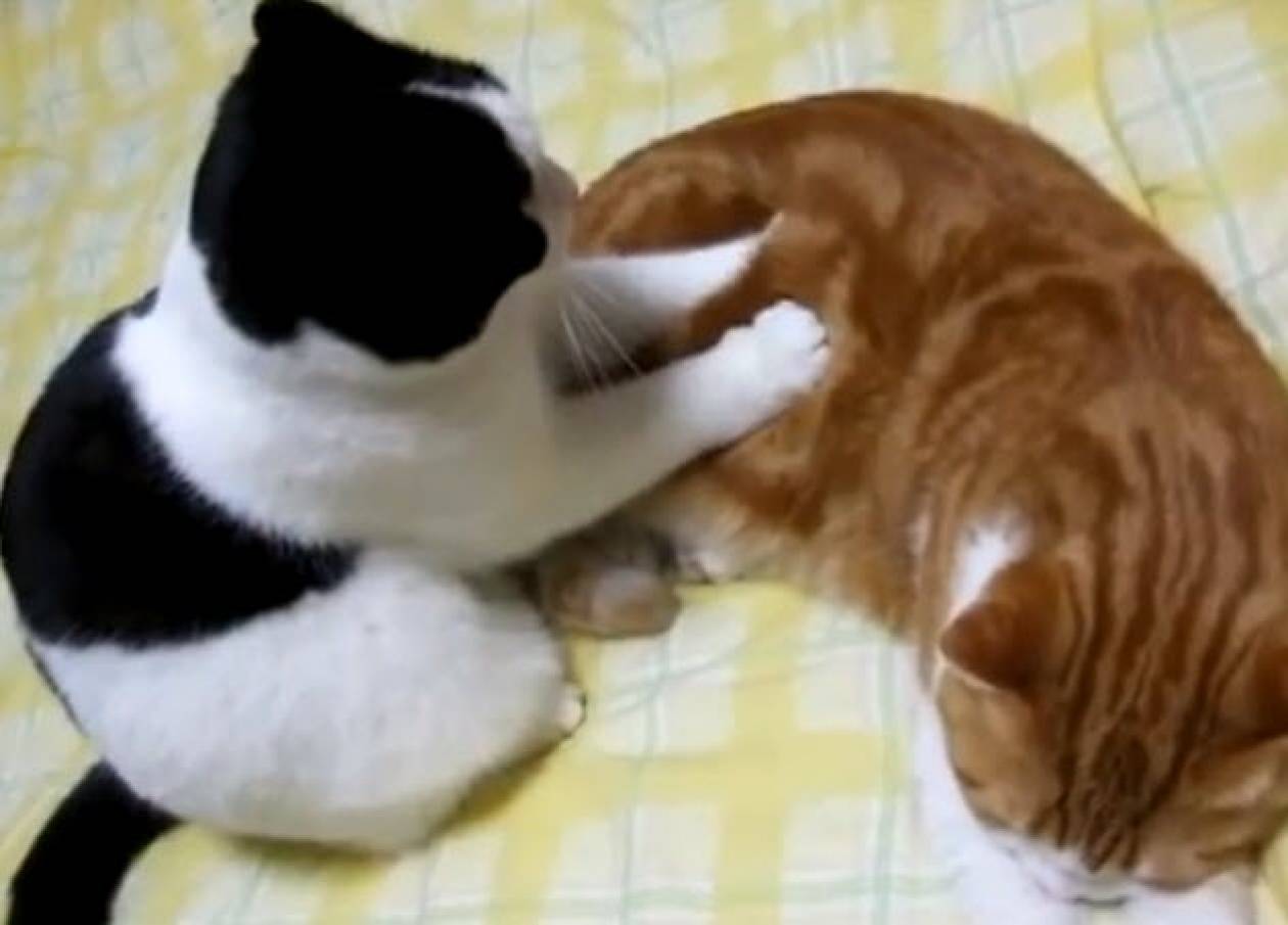 Ο σπεσιαλίστας γάτος μασέρ (βίντεο)