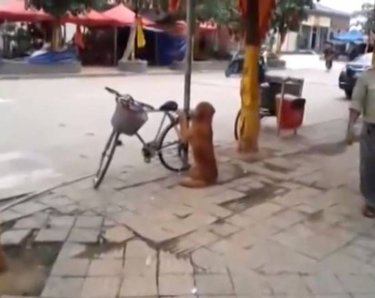 Ο καλύτερος φύλακας! Σκύλος προστατεύει το ποδήλατο του αφεντικού του!