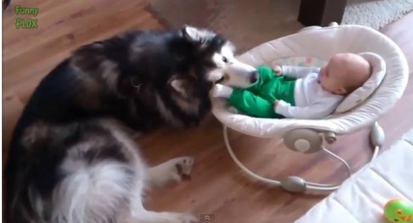 Video για να "λιώσεις": Dogs love babies!!!