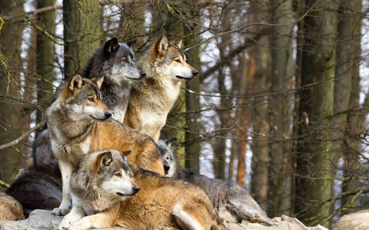 «Observer»: Η επιστροφή των λύκων στην Ευρώπη
