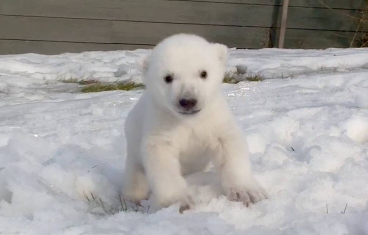 Μικρή πολική αρκούδα έρχεται για πρώτη φορά σε επαφή με χιόνι (βίντεο)