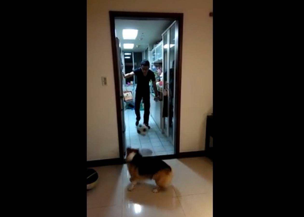 Βίντεο: Σκύλος... τερματοφύλακας