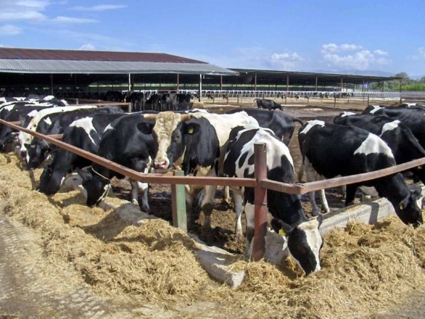 Θεσσαλονίκη: Οι αγελαδοτρόφοι καλούν σε διάλογο τον υπουργό Ανάπτυξης