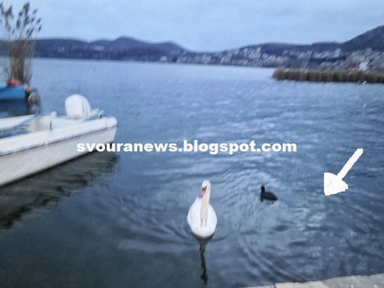 ΑΝΑΤΡΙΧΙΑΣΤΙΚΗ ΦΩΤΟ: Είδε γυναικείο πρόσωπο στη λίμνη της Καστοριάς