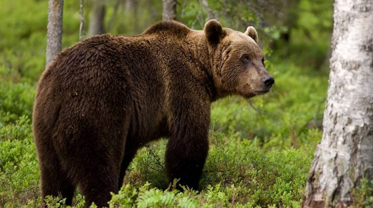 Πολλαπλασιάστηκαν οι αρκούδες στη Β. Ελλάδα - Λαμβάνονται νέα μέτρα
