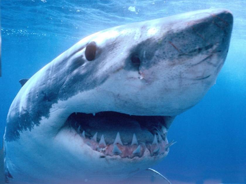 Αυστραλία: Καρχαρίας άρπαξε 28χρονο ψαροντουφεκά