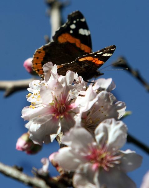 Μια πεταλούδα φέρνει την Άνοιξη (Pics) 