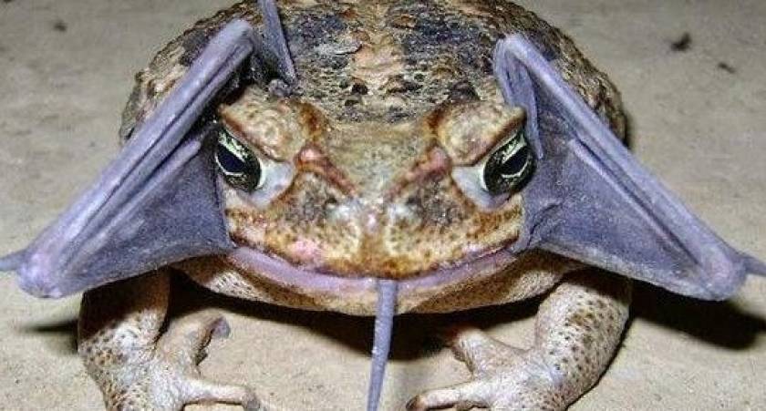 Δεν μπορείτε να φανταστείτε τι έχει ο βάτραχος στο στόμα του