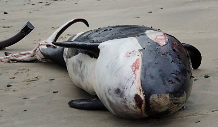 Εννέα φάλαινες βρέθηκαν νεκρές στις ακτές της Ν. Ζηλανδίας