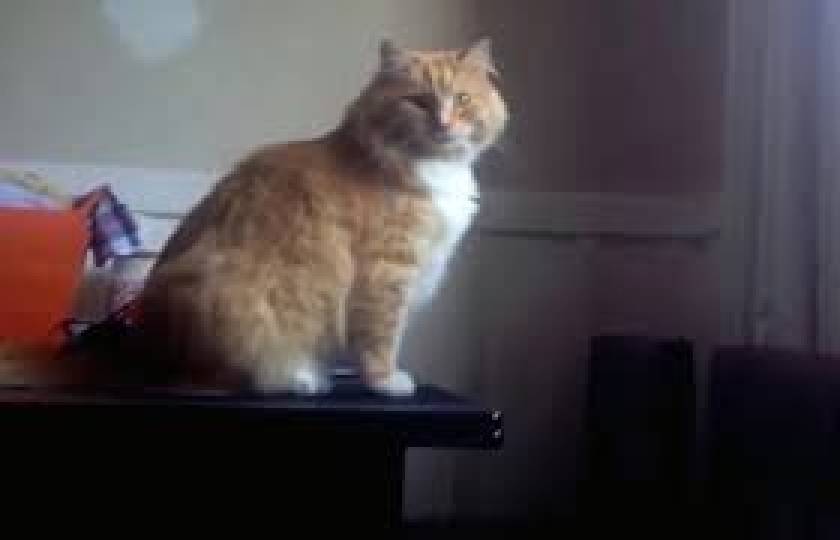Επικό FAIL γάτας που σαρώνει στο YouTube: Δείτε τι έπαθε!