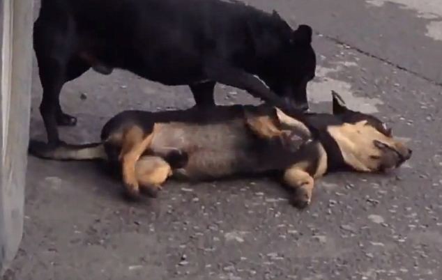 Συγκλονιστικό βίντεο: Σκύλος προσπαθεί να ξυπνήσει τον νεκρό φίλο του 