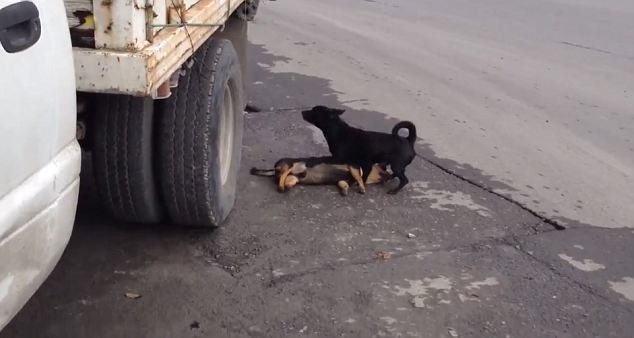 Συγκλονιστικό βίντεο: Σκύλος προσπαθεί να ξυπνήσει τον νεκρό φίλο του 