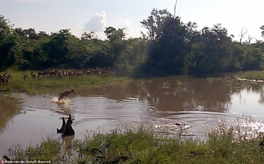 Ιμπάλα περνάει ποτάμι ενώ παραμονεύει κροκόδειλος-Δείτε την κατάληξη