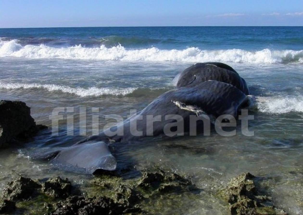 Νεκρή φάλαινα ξεβράστηκε στα Φιλιατρά - Έκπληκτοι οι κάτοικοι (video)