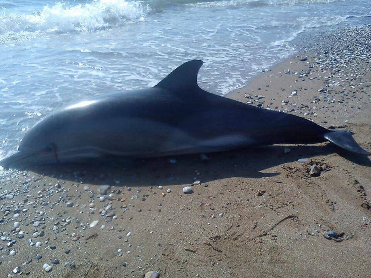 Νεκρό δελφίνι ξεβράστηκε στις ακτές της Αλεξανδρούπολης