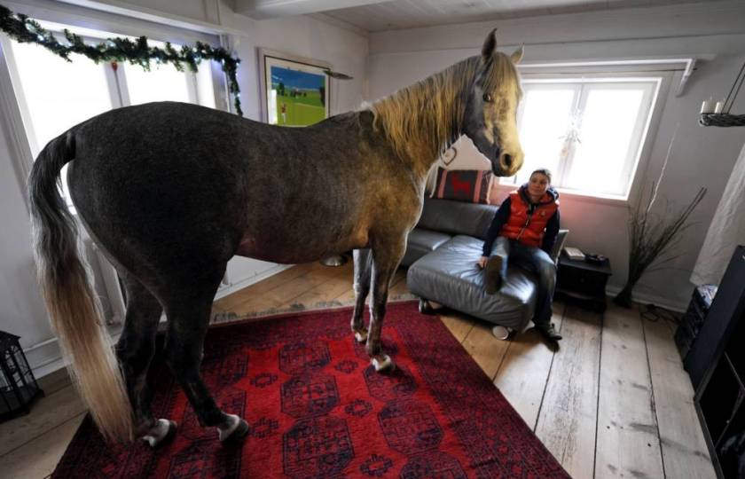Άλογο «μετακόμισε» στο σπίτι του ιδιοκτήτη και τώρα δεν...φεύγει!