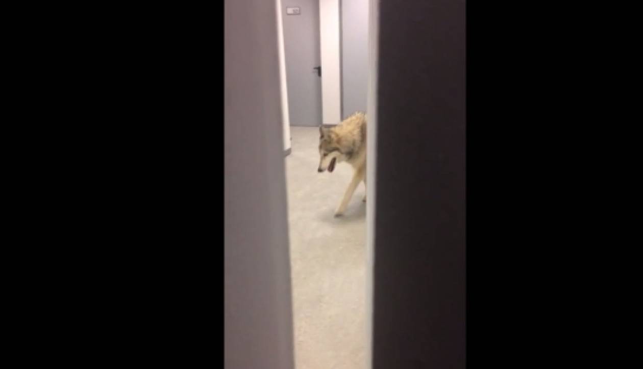 Εισβολή λύκου σε ξενοδοχείο στο Σότσι! (video)