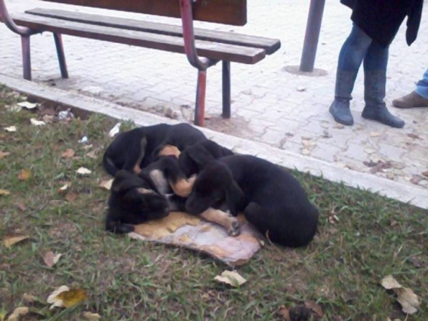 ΣΥΓΚΛΟΝΙΣΤΙΚΟ: Σκυλίτσα προσπαθεί να σώσει τα κουταβάκια της! (videos)