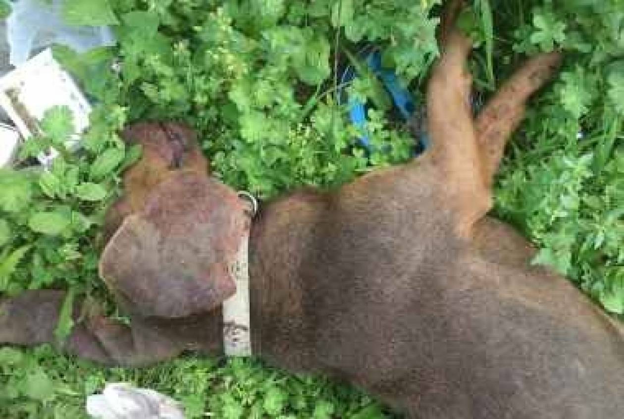 Φρίκη στην Πάτρα: Θανάτωσαν σκυλιά για... εκπαίδευση