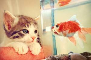 Όταν τo ψάρι βγάζει νοκ-άουτ τη γάτα (video)