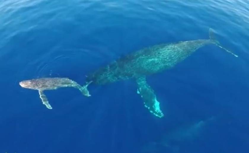 Βίντεο: Χιλιάδες δελφίνια και φάλαινες μεταναστεύουν!