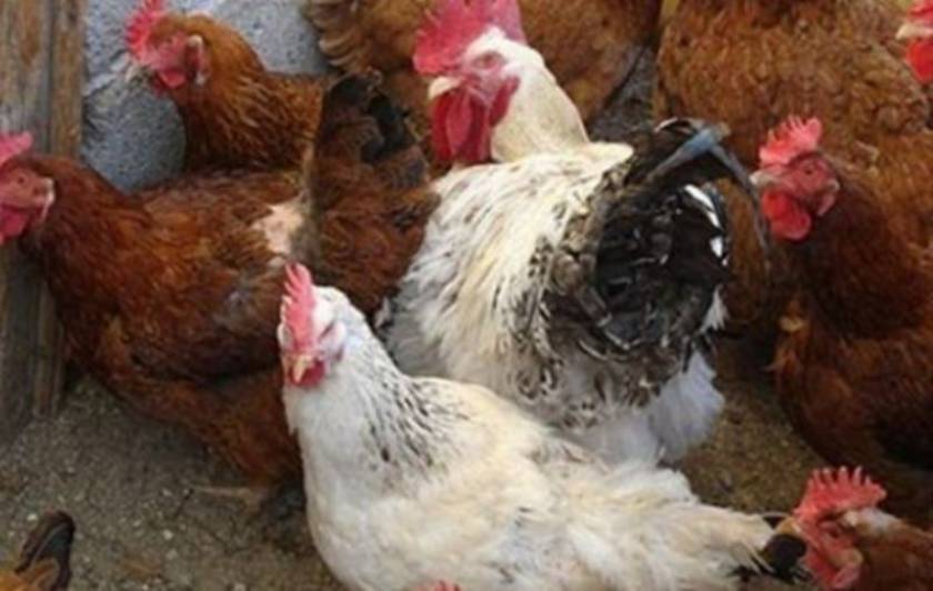 Καταγγέλλουν δήμο ότι κακοποίησε κότες