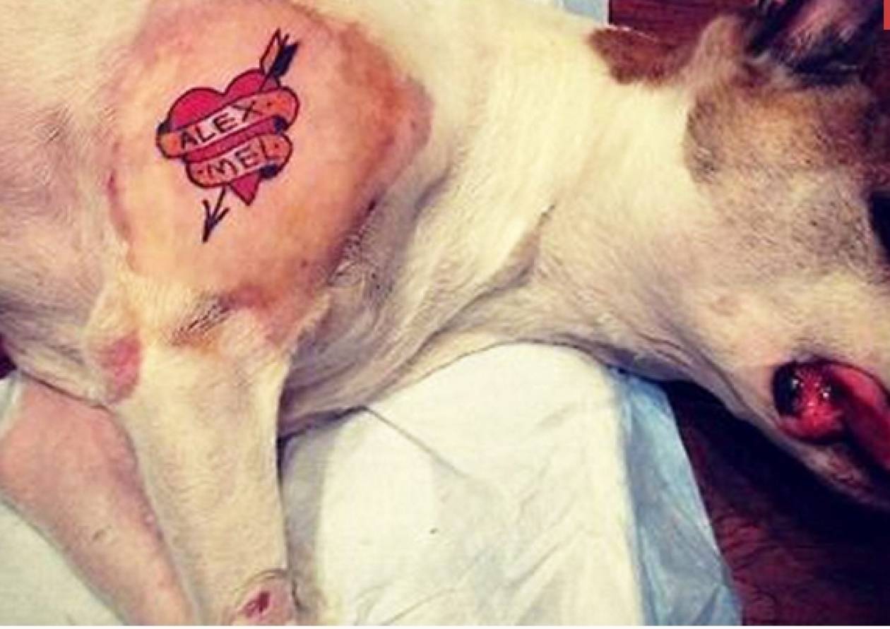 «Χτύπησε» τατουάζ στο σκυλί του!