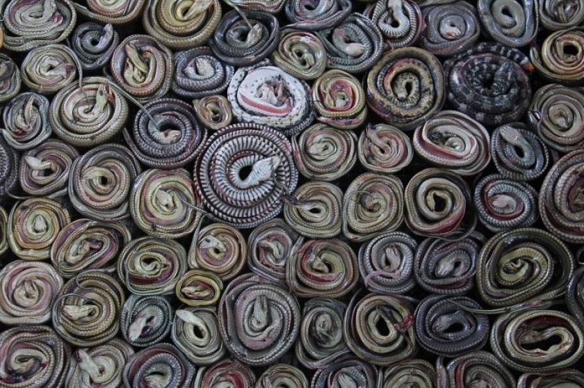 Συγκλονιστική φωτογραφία: Φίδια πριν γίνουν... τσάντες