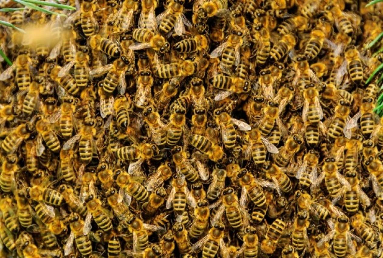 Της επιτέθηκαν 80.000 αφρικανικές μέλισσες! (βίντεο)