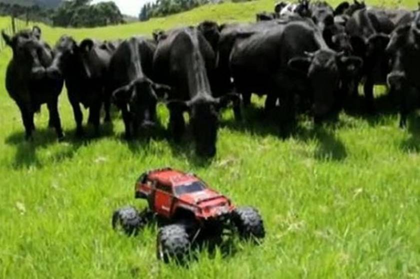 Αγελάδες κυνηγούν τηλεκατευθυνόμενο σε λιβάδι (video)