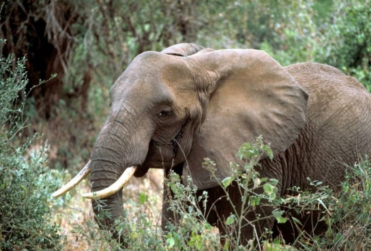 Οι ελέφαντες αναγνωρίζουν την απειλή από τις ανθρώπινες φωνές