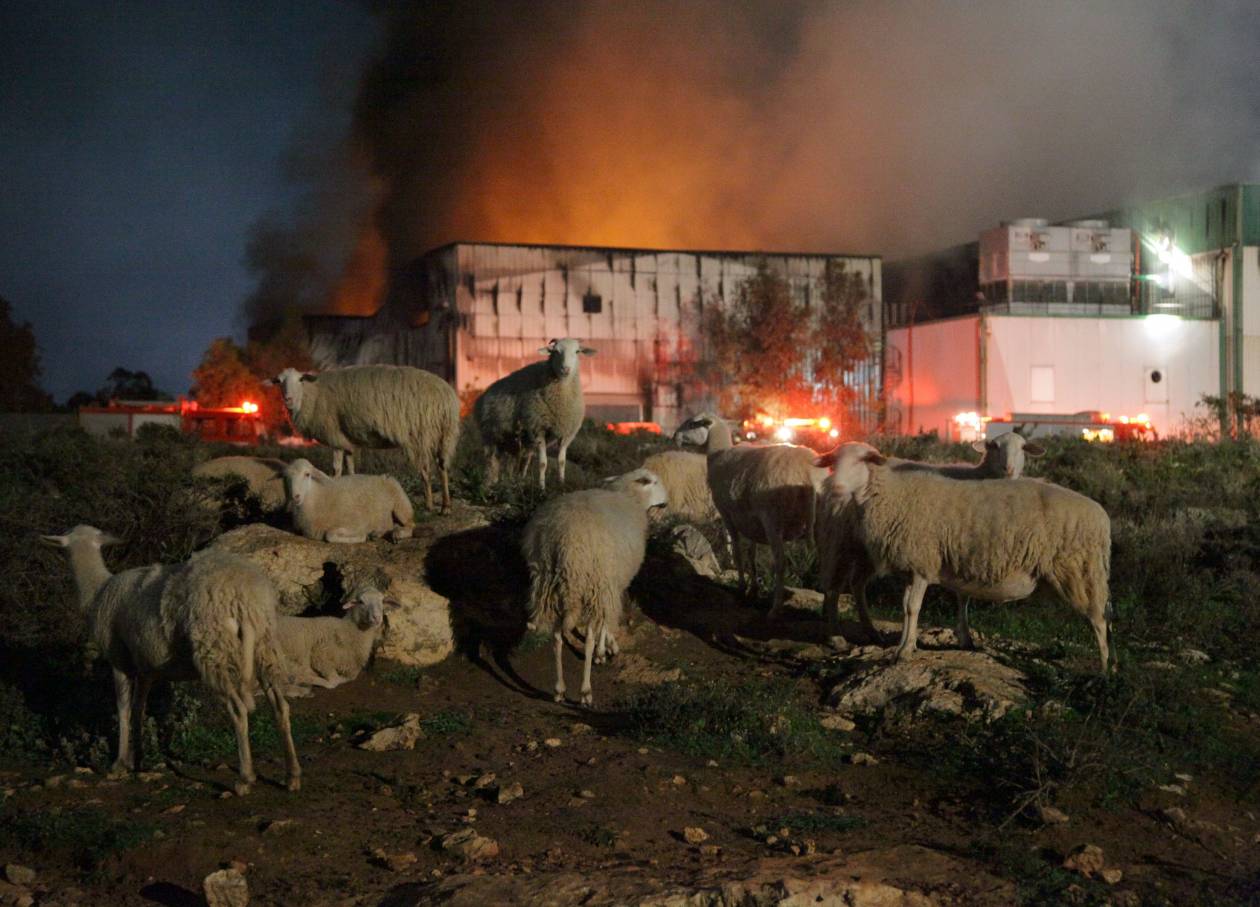 Απολογισμός ζημιών και έρευνα για τη φωτιά στην Creta Farm