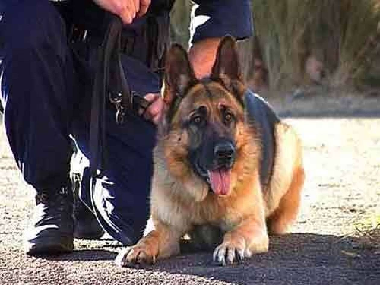 Ρόδος: Ο αστυνομικός σκύλος δεν τους άφηνε να φύγουν