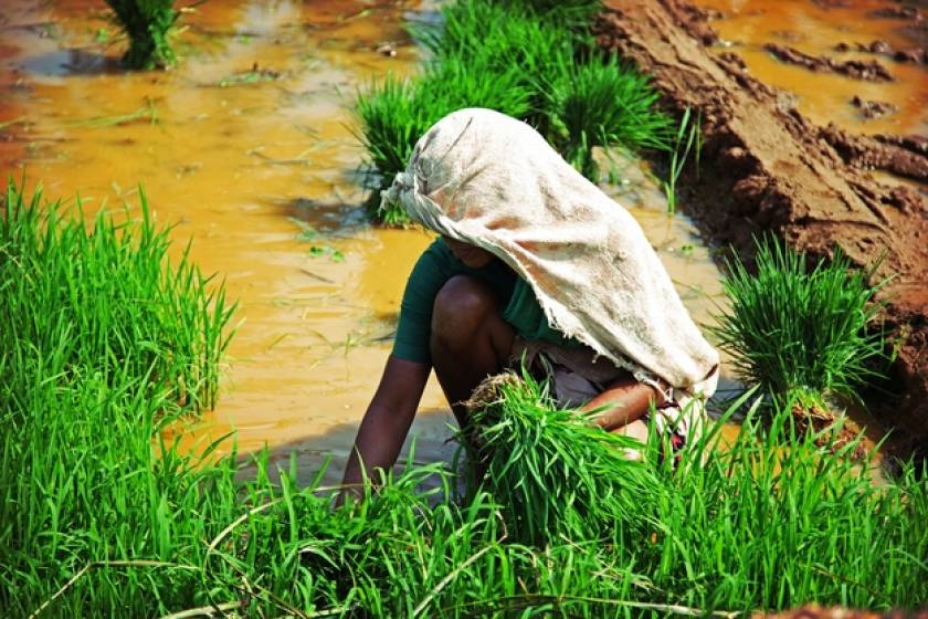 Ινδία: Τουλάχιστον 33 χρεωμένοι αγρότες έχουν αυτοκτονήσει