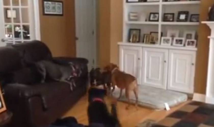 O πιο υπερκινητικός σκύλος που έχετε δει (Video)