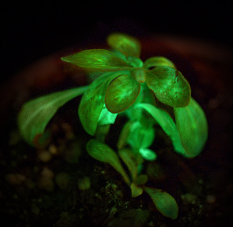 Φυτά που λάμπουν στο σκοτάδι! (photos)