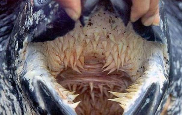 Το εσωτερικό αυτού του στόματος θα σας προκαλέσει εφιάλτες (pic)