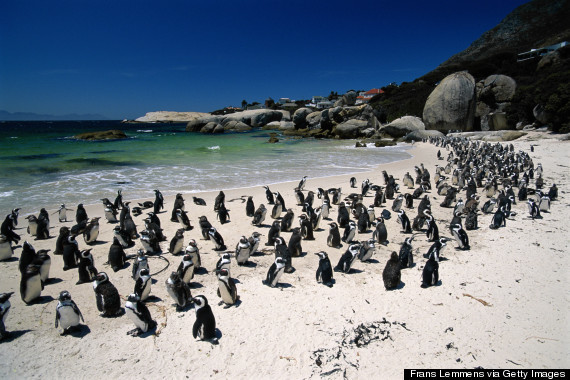 Η παραλία που λατρεύουν οι πιγκουίνοι (pics)