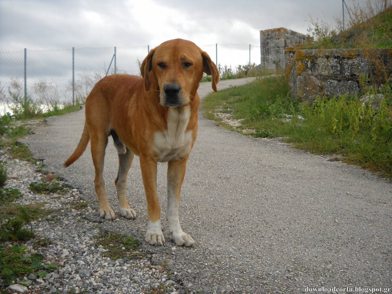 Εικόνα φρίκης στην Κρήτη: Κρέμασαν σκύλο