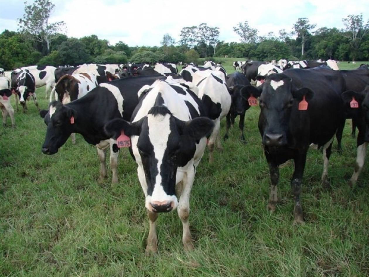 Αγελαδοτρόφοι προς βουλευτές: Μην ψηφίσετε το νόμο για το γάλα
