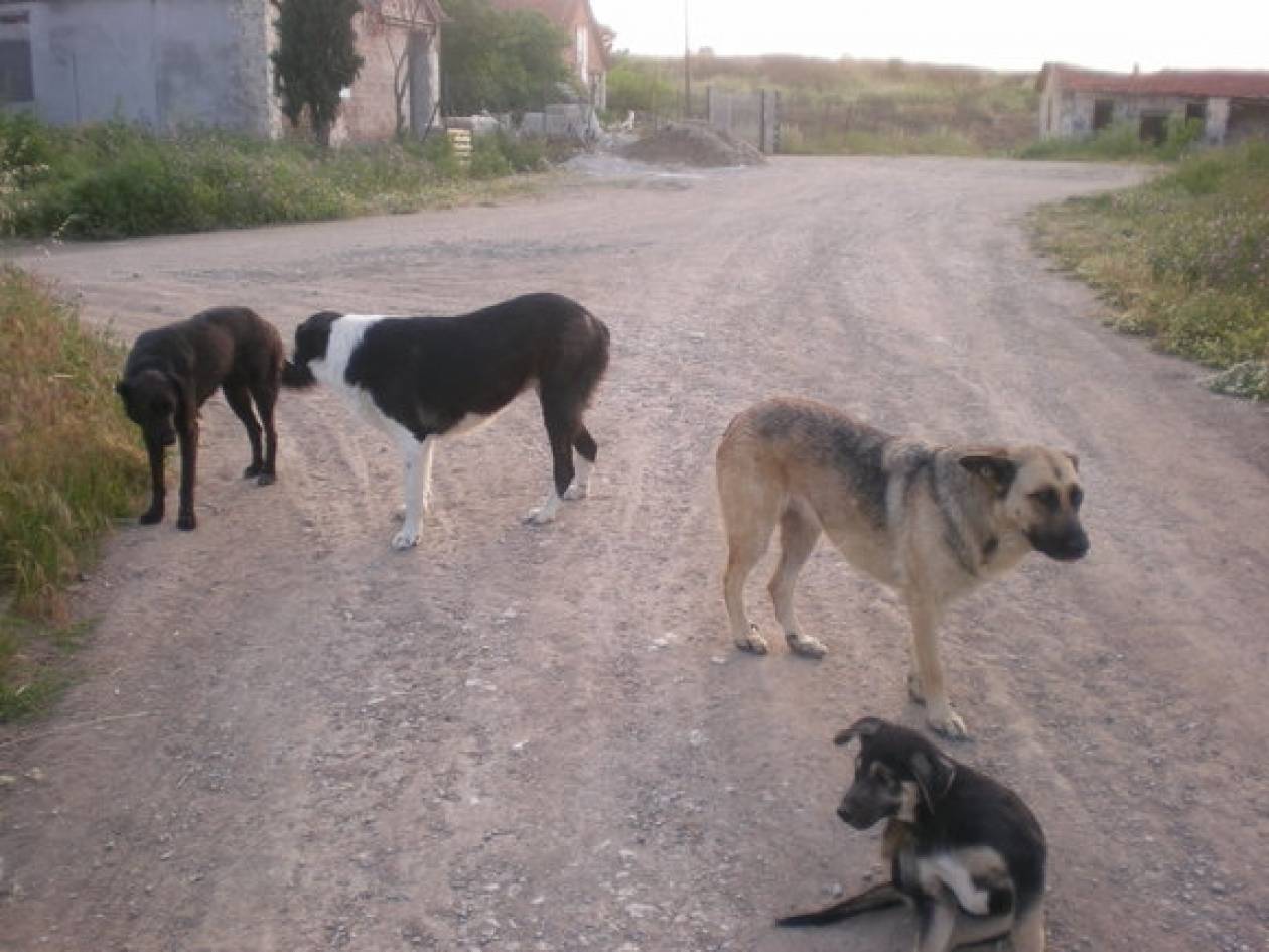 Λύση για τα αδέσποτα σκυλιά από το Δήμο Βέροιας