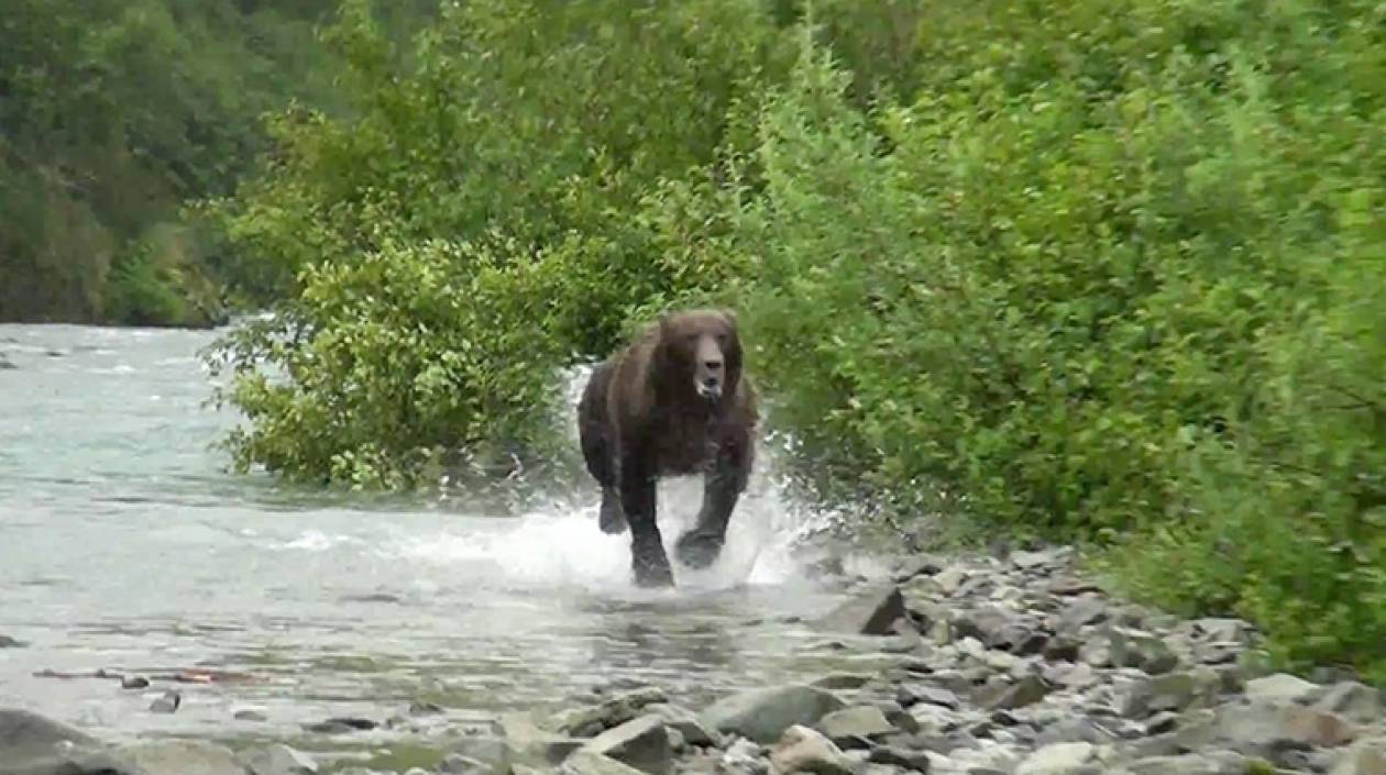 Απίστευτο! Αρκούδα έφαγε… (video)