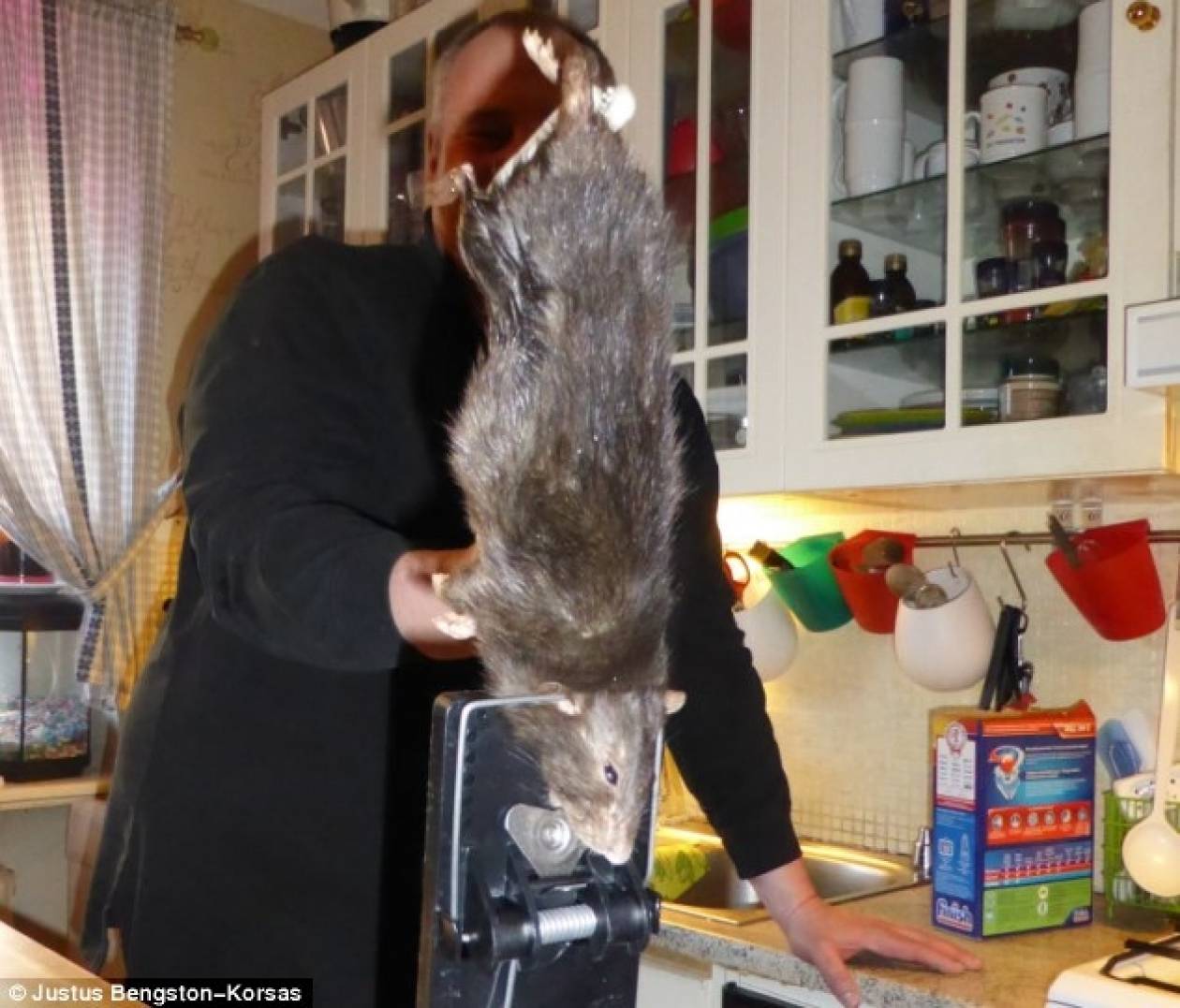 Τρόμος στην κουζίνα: Βρήκαν αρουραίο-τέρας! (photos)