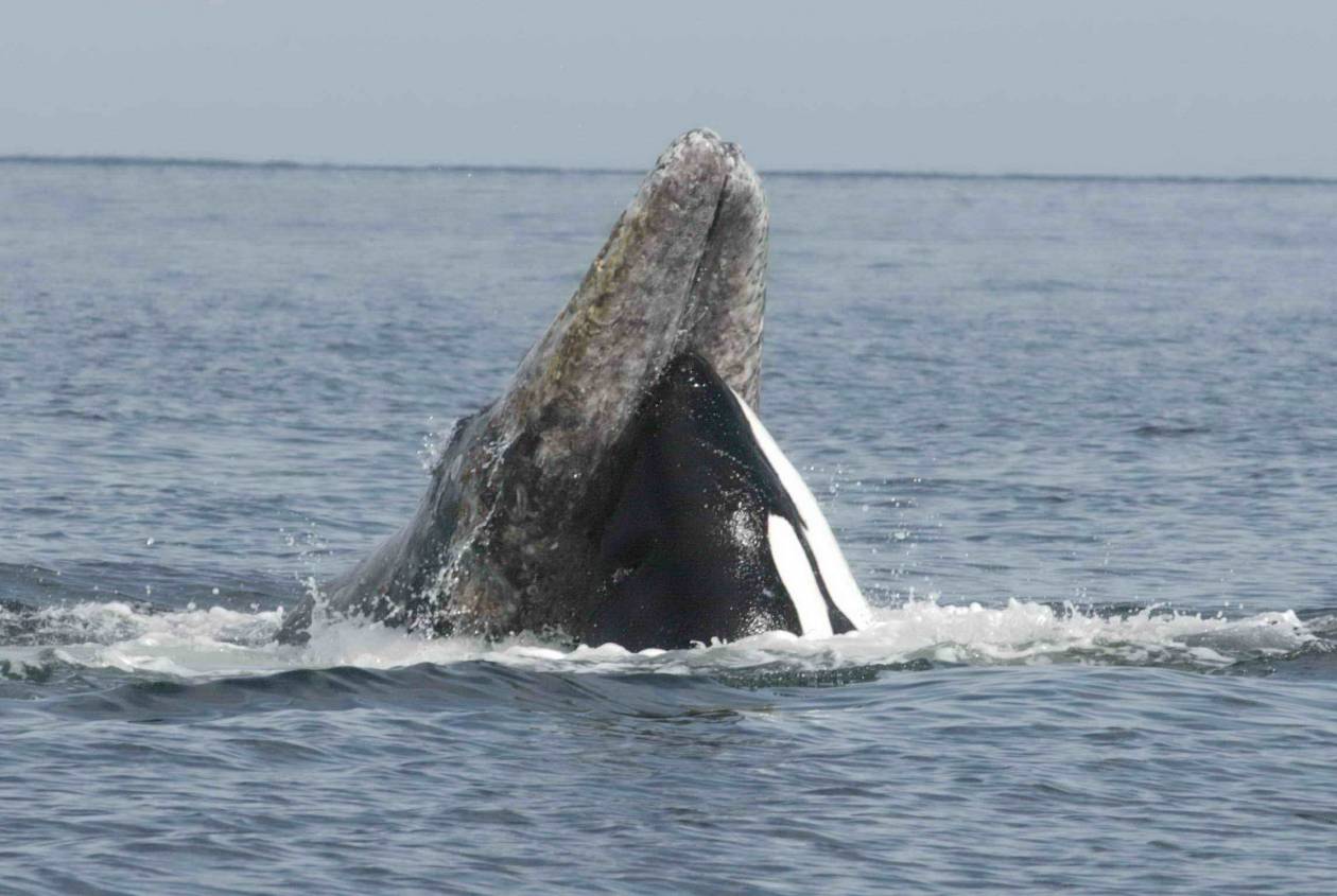 Απίστευτο! Περικυκλώθηκαν από φάλαινες δολοφόνους! (video)
