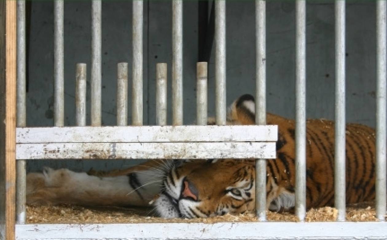 Κίνα: Σκότωναν τίγρεις για ευχαρίστηση πλουσίων (video)