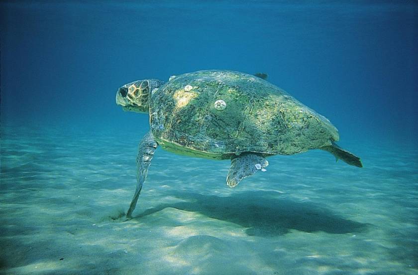 Παραπομπή της Ελλάδας για ελλιπή προστασία σε θαλάσσιες χελώνες