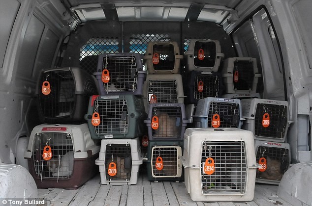 Πάνω από 130 γάτες διασώθηκαν από σπίτι - τρώγλη! (pics)