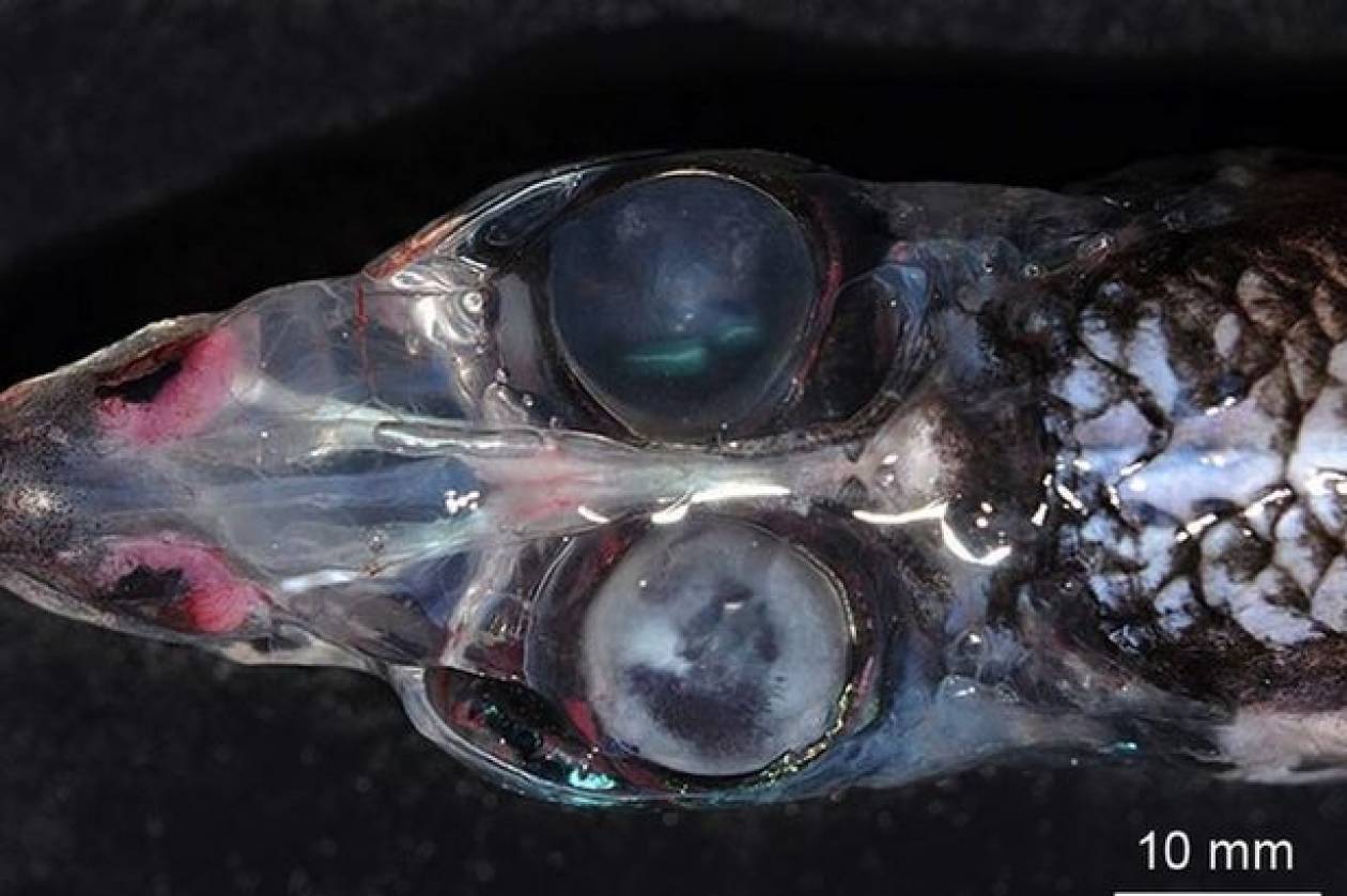 Ανακάλυψαν τρομακτικό, μεταλλαγμένο ψάρι με... τέσσερα μάτια! (photos)